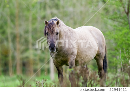 Konikhorse on the field 22941411
