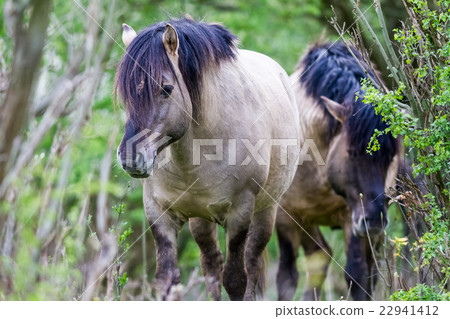 Konikhorse on the field Konikhorse on the field 22941412