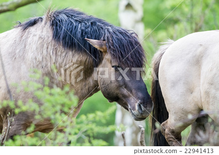 Konikhorse on the field Konikhorse on the field 22941413