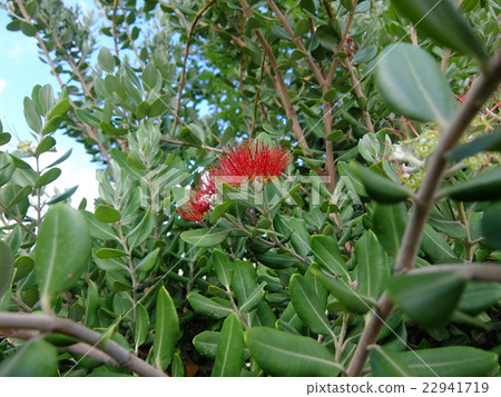 This is also a brush chestnut This is also a brush chestnut 22941719
