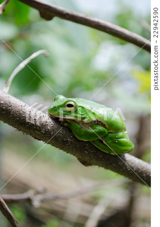 Schlegel frog Schlegel frog 22942590