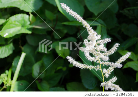 三疊紀shōuma 22942593