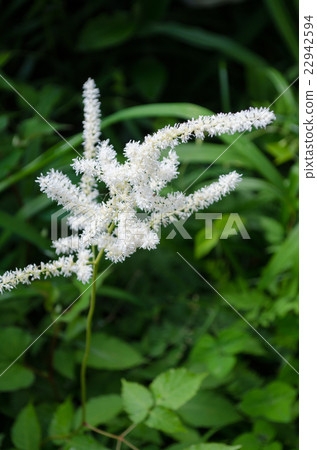 Triassic shōuma 22942594