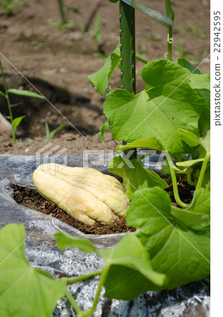 Hayatouli seedling 22942595