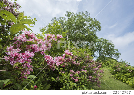 Taniutsugi of Kamonohira Kogen 22942797