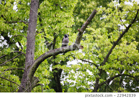 Crow raven sitting on tree Crow raven sitting on tree 22942839