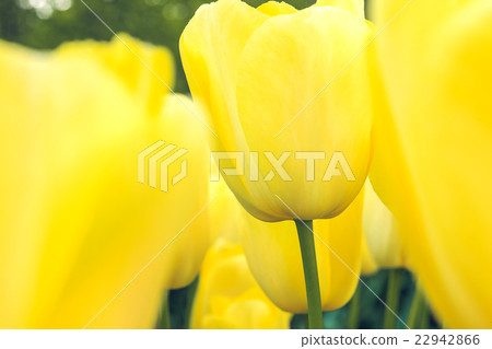 Tulip field in Keukenhof Gardens, Lisse Tulip field in Keukenhof Gardens, Lisse 22942866