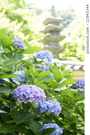Hydrangea of Kamakura Koshinori Temple 22943344