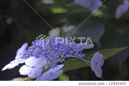 鎌倉Koshinori寺的繡球花 22943345