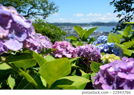 Hydrangea and Yuigahama Hydrangea and Yuigahama 22943766