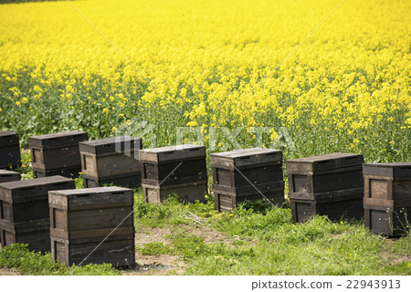 State of beekeeping (beehive chest and rape flower) 22943913