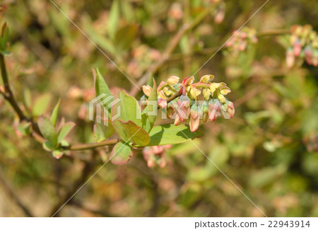 Plant: Asteraceae 22943914