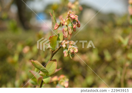 Plant: Asteraceae 22943915