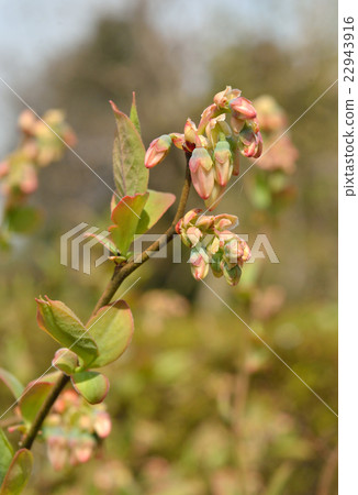 Plant: Asteraceae Plant: Asteraceae 22943916