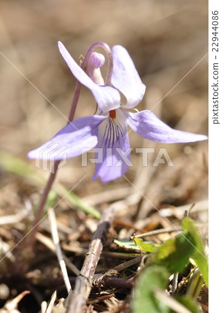 Tachibukkosumire盛開在早春 Tachibukkosumire盛開在早春 22944086