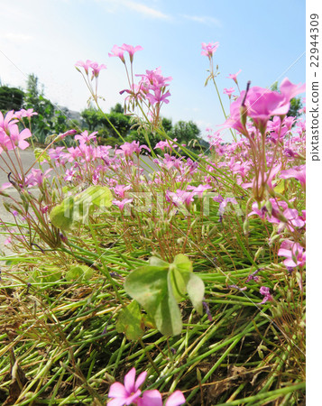 Flower spring scenery background 22944309