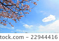 Cherry Blossoms	 22944416