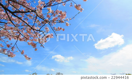 Cherry Blossoms Cherry Blossoms 22944416