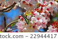 Sakura and butterfly 22944417