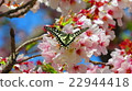 Sakura and butterfly 22944418