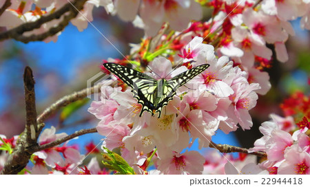 Sakura and butterfly Sakura and butterfly 22944418