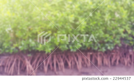 mangrove root in wetland blurred background mangrove root in wetland blurred background 22944537