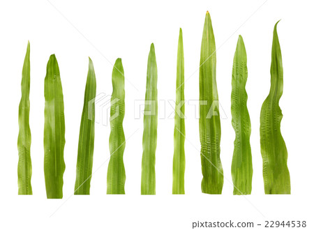 blades of grass isolate on white background blades of grass isolate on white background 22944538