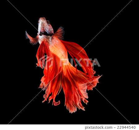 Betta fish, siamese fighting fish, betta splendens Betta fish, siamese fighting fish, betta splendens 22944540