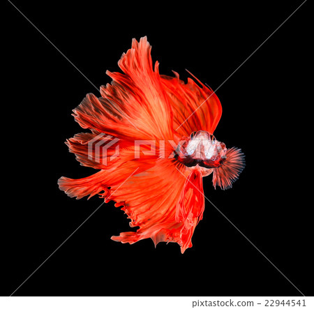 Betta fish, siamese fighting fish, betta splendens 22944541