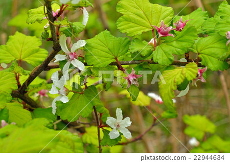 樹：薔薇科 22944684