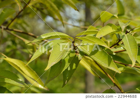 图库照片 竹子叶的橡木 山毛榉科(植物种类 长青树