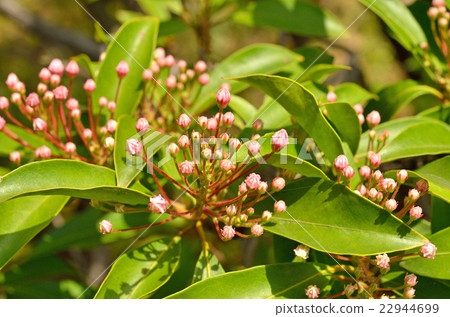 樹：Karmia杜鵑花 22944699