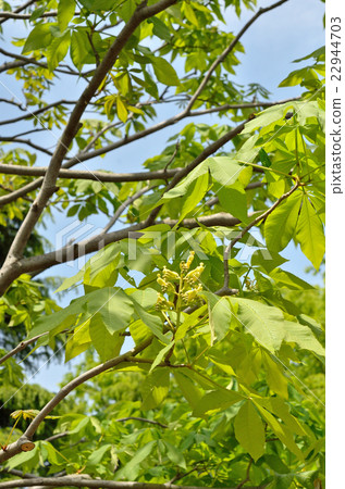 Tree: Marronniaceae Tree: Marronniaceae 22944703