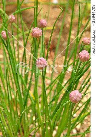 植物：韭菜百合 22944708