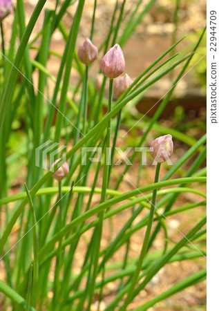植物：韭菜百合 22944709