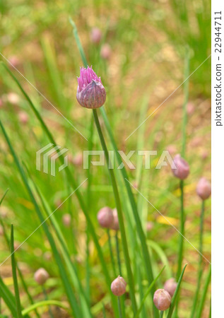 Plants: Chive lily 22944711