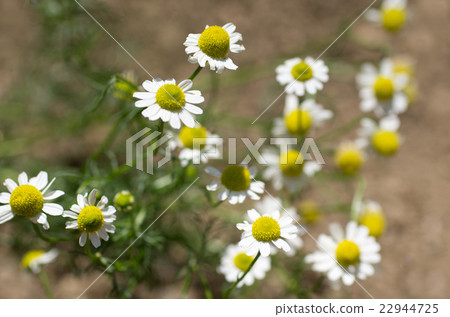 Chamomile Chamomile 22944725
