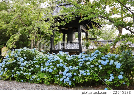 Bell tower and hydrangea 22945188