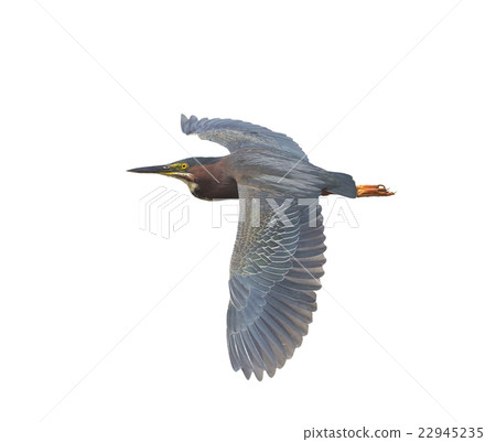 Green Heron 22945235