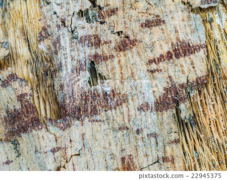 Closeup rotten bark of papaya tree Closeup rotten bark of papaya tree 22945375