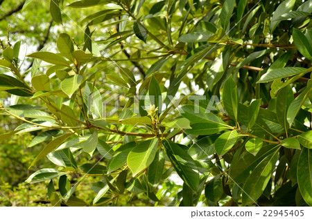 樹：Macebird殼斗科 22945405