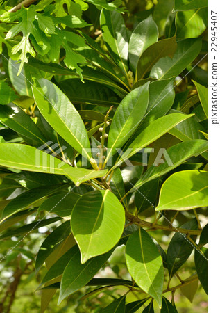 樹：Macebird殼斗科 22945407