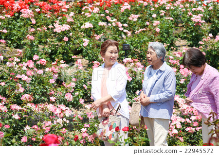 3個老人走在一個充滿鮮花的公園 22945572