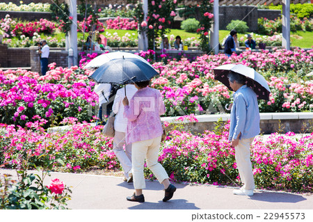 3個老人走在一個充滿鮮花的公園 22945573