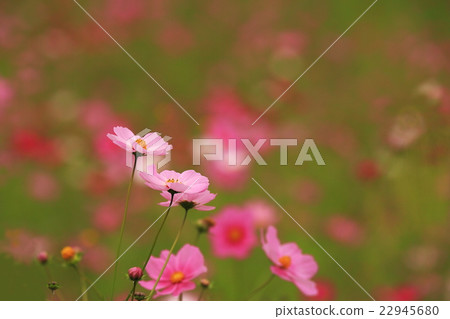 Cosmos raging Cosmos raging 22945680