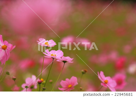 Cosmos raging Cosmos raging 22945681