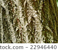 Grosseserrata 22946440