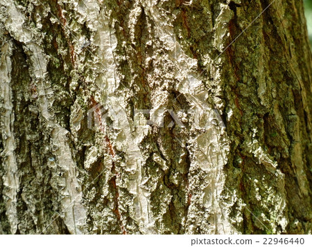 Grosseserrata Grosseserrata 22946440