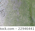 Shirotamo 22946441