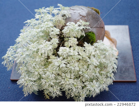 Asagirisou white leaves 22946872